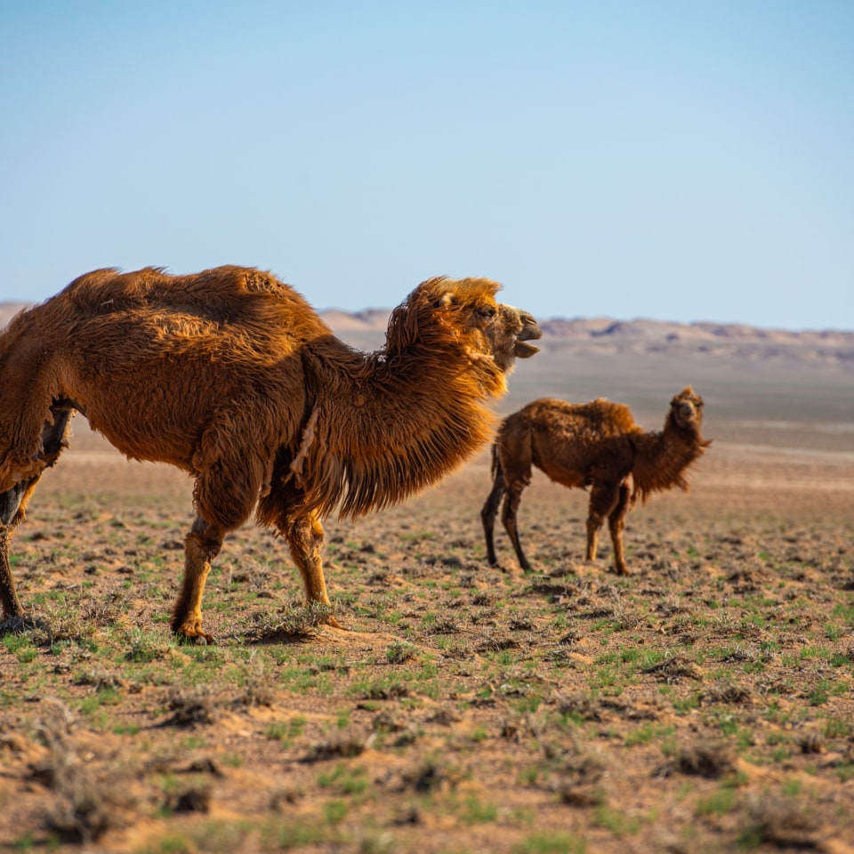 Familienabenteuer Mongolei